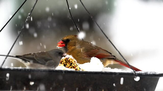 Female Cardinal in a hanging tray feeder during a heavy snowstorm in Windsor in Upstate NY.  Snow falling and cold do not stop the birds from visiting our backyard feeder.