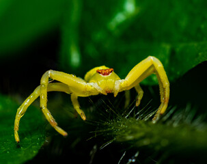 yellow spider on a green leaf