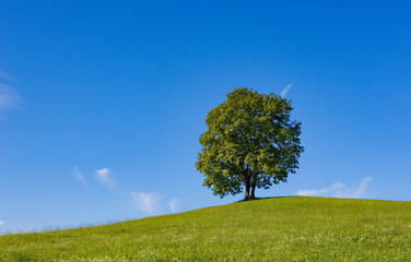old ash tree on a meadow in spring