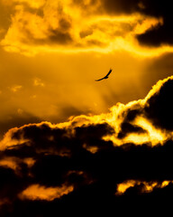 Golden hour with bird flying in the sky