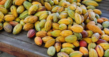 Stack of colorful ripe cocoa pod