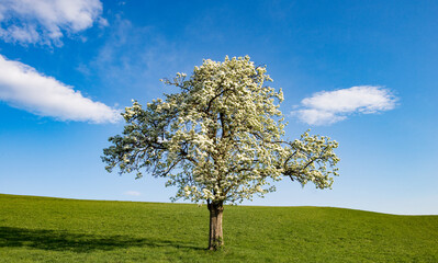 Fototapeta na wymiar blooming fruit tree on a meadow in spring
