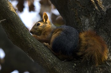 squirrel