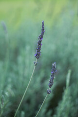 lavender in the field