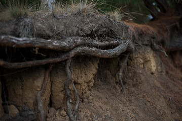 Fototapeta na wymiar roots in the forest