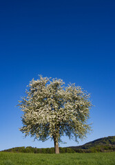blooming fruit tree on a meadow in spring