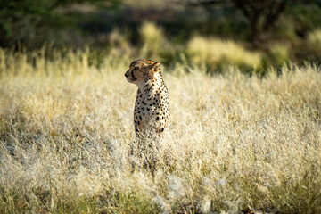 Leoparden 