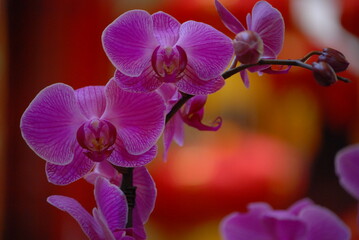 pink orchid flower