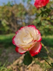 red rose in garden
