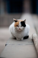 cat