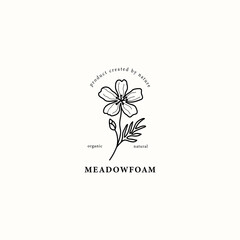 Line art meadowfoam flower illustration