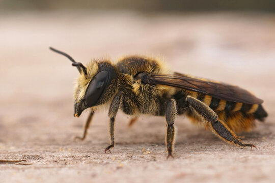 Closeup on a brown Mediterranean female solitary leafcutter beee, Megachile melanopgya