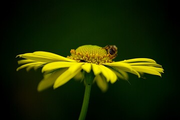 yellow life