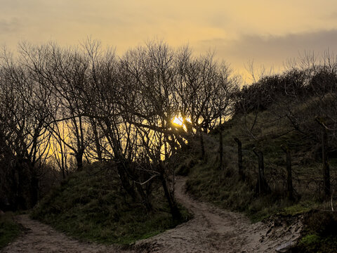 Silhouette of bare trees against a sunset sky in the dunes of Westende, Flanders, Belgium - Powered by Adobe