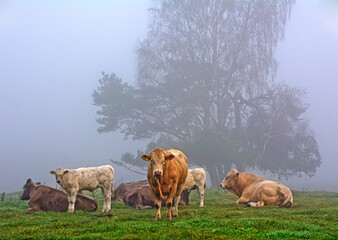 Naklejka premium Kühe auf einer Wiese im Herbstnebel