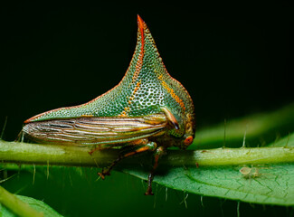 
green insect with thorns on part of its body on a forest leaf