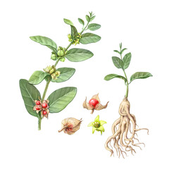 Ashwagandha Hand Drawn Pencil Illustration Isolated on White