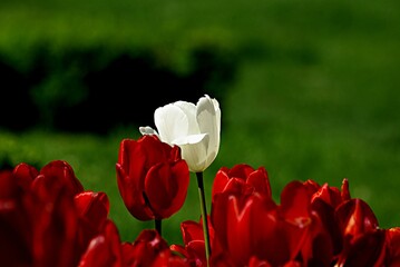tulip