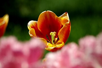 tulip