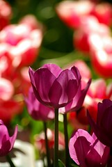 tulip