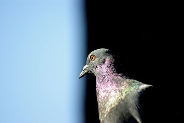 pigeon