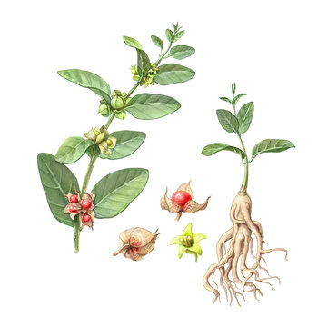 Ashwagandha Hand Drawn Pencil Illustration Isolated on White