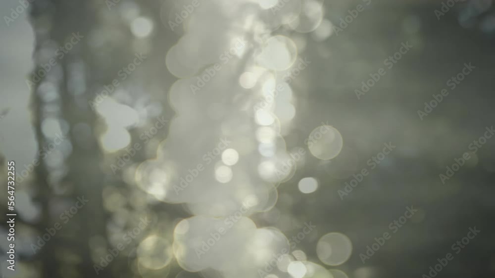 Wall mural animation of trees over bokeh background