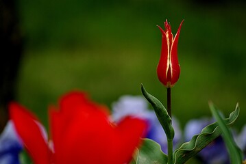 tulip