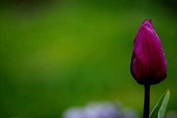 tulip