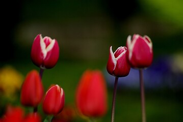tulip
