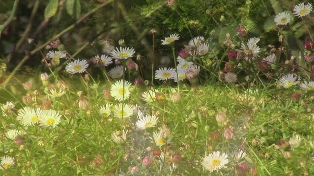 Animation of daisy flowers over forest