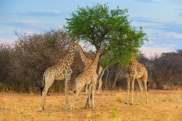 Giraffe in natural habitat in Waterberg Plateau National Park. Namibia. - 564732840