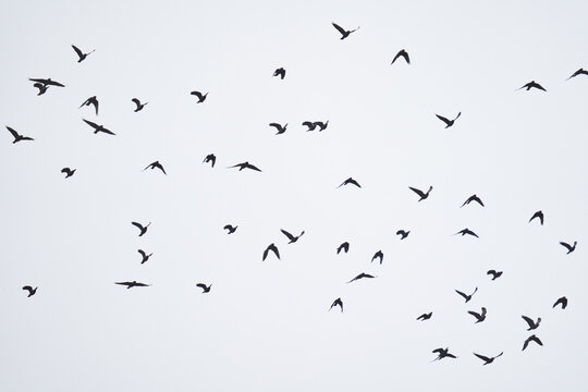 Flock of crows in flight