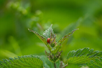ladybird on a green leaf