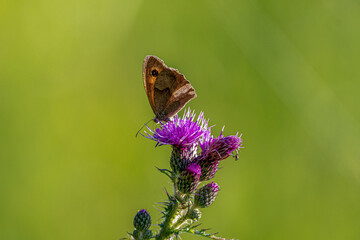 butterfly on a flower
