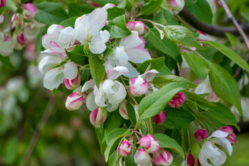 White Crabapple Blossoms On The Tree In Spring