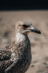 mewa © Martyna