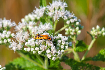 A Soldier Beetle ona Boneset Flower