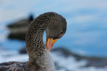 goose