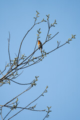 bird on a branch