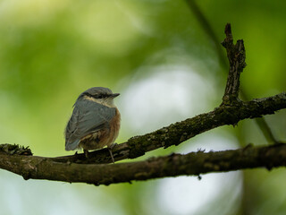 bird on a branch