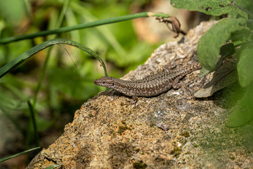 lizard on the rock