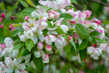 Fototapeta premium White Crabapple Blossoms On The Tree In Spring