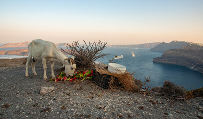 Mountain goat with horns eats watermelon on the Cliffs of Santorini at Sunrise with cruise ships in...