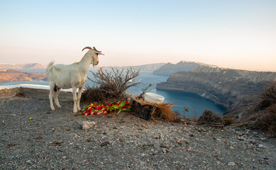A mountain goat looks over the cliffs of Santorini at the cruise ships Below in the bay during...