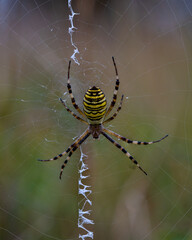 spider on the web