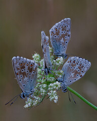 butterfly on a flower