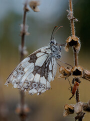 butterfly on a leaf