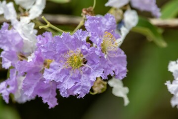 Flowers of a salao tree, Lagerstroemia loudonii