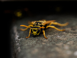 wasp on the wall